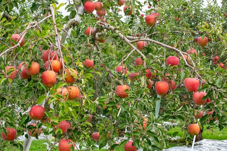Delicious fuji apples in Japanese orchard.の写真素材