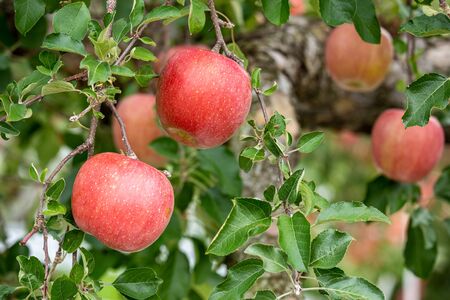 Delicious fuji apples in Japanese orchard.の写真素材