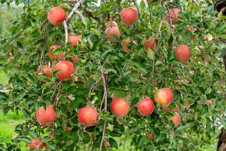 Delicious fuji apples in Japanese orchard.の写真素材