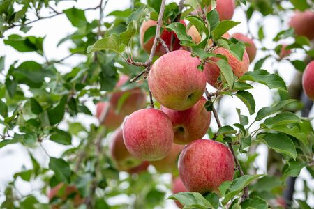 Delicious fuji apples in Japanese orchard.の写真素材