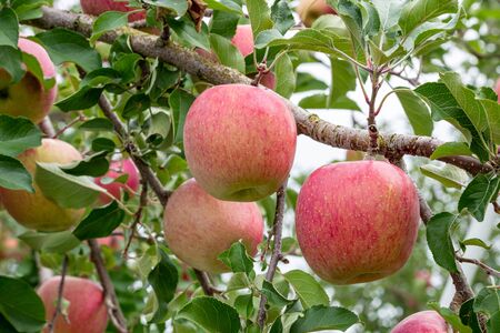 Delicious fuji apples in Japanese orchard.の写真素材