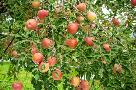 Delicious fuji apples in Japanese orchard.の写真素材