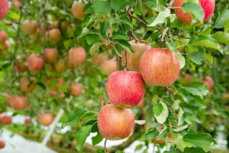 Delicious fuji apples in Japanese orchard.の写真素材