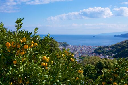 View of the sea from Izu mandarin garden in Japan.ãの写真素材