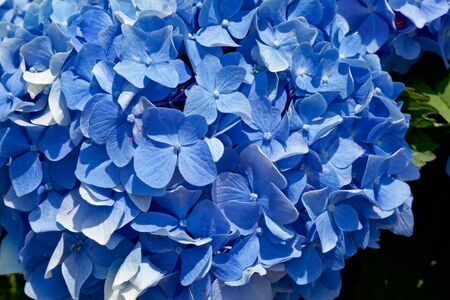 Beautiful hydrangea flowers in garden.の写真素材