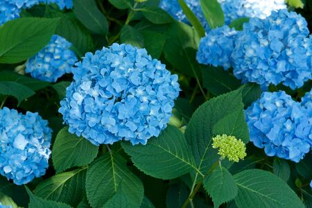 Beautiful hydrangea flowers in garden.の写真素材