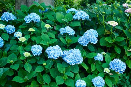 Beautiful hydrangea flowers in garden.の写真素材