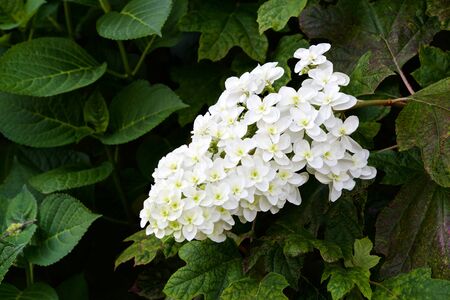 Beautiful hydrangea flowers in garden.の写真素材