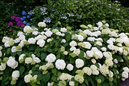 Beautiful hydrangea flowers in garden.の写真素材