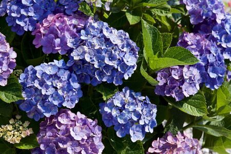 Beautiful hydrangea flowers in garden.の写真素材