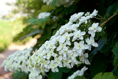 Beautiful hydrangea flowers in garden.の写真素材