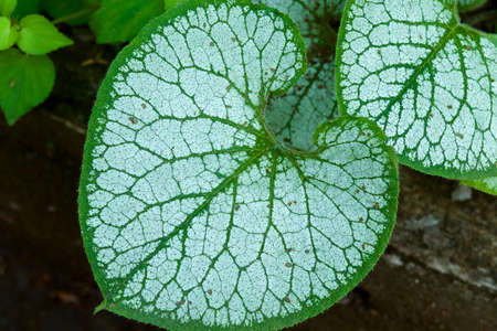 Brunnera leaves with a very beautiful pattern.
Brunnera is a plant with beautiful leaves but beautiful flowers.の写真素材