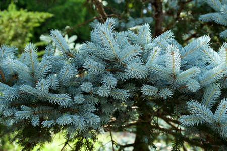 Beautiful pungen spruce silvery young leaf.
The fresh green of Pungen Spruce is very beautiful with silvery leaves in early summer.の写真素材
