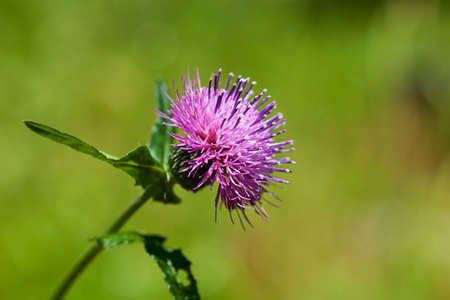 Beautiful thistle flower blooming in the meadow.
When thistle flower is uploaded, it is composed of many thorns and is beautiful.の写真素材