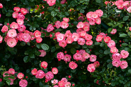 Angela roses in a beautiful cup blooming rose garden.
Angela roses have many beautiful cup-shaped flowers.の写真素材
