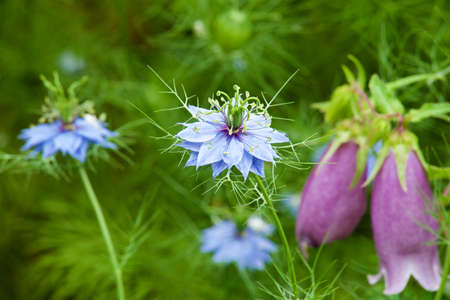 Beautiful nigella flowers in the summer garden.の写真素材