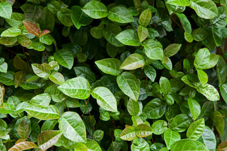 Beautiful garden vine plant leaves.
The leaves of the summer vines are shining brightly.の写真素材