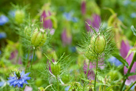 Beautiful nigella seeds in the garden.の写真素材
