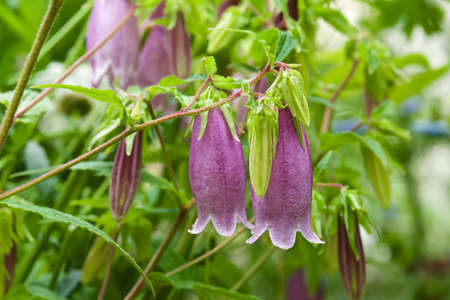 Beautiful bellflower flowers in the garden.
A flower that collects nectar when a bee enters the firefly.の写真素材
