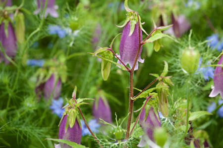 Beautiful bellflower flowers in the garden.
A flower that collects nectar when a bee enters the firefly.の写真素材
