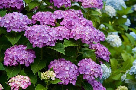 Beautiful hydrangea flowers in garden.
Beautiful hydrangea flowering in early summer.の写真素材