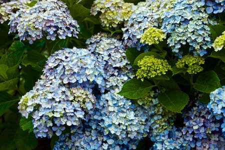 Beautiful hydrangea flowers in garden.
Beautiful hydrangea flowering in early summer.の写真素材