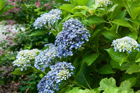 Beautiful hydrangea flowers in garden.
Beautiful hydrangea flowering in early summer.
