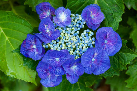 Beautiful hydrangea flowers in garden.
Beautiful hydrangea flowering in early summer.