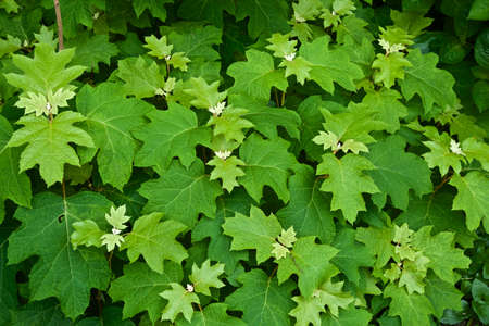 Young leaf of hydrangea quercifolia in the garden.
The young leaves of Hydrangea are mosaic-like and beautiful.の写真素材
