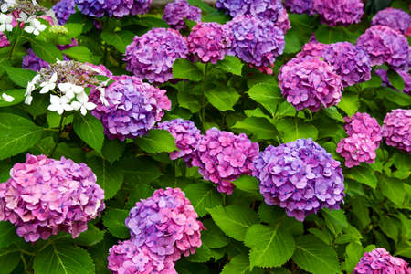 Beautiful hydrangea flowers in garden.
Beautiful hydrangea flowering in early summer.