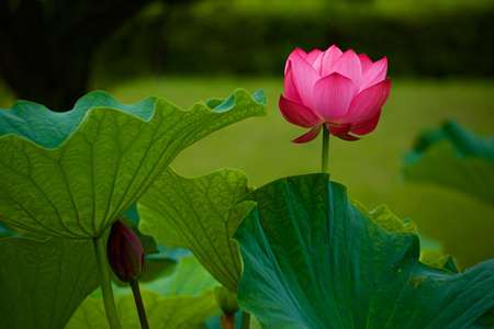 Beautiful ancient lotus flower blooming in the early morning swamp.
The lotus, which has been revived as an ancient seed, has a beautiful flower.の写真素材