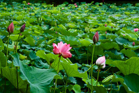 Beautiful ancient lotus flower blooming in the early morning swamp.
The lotus, which has been revived as an ancient seed, has a beautiful flower.の写真素材