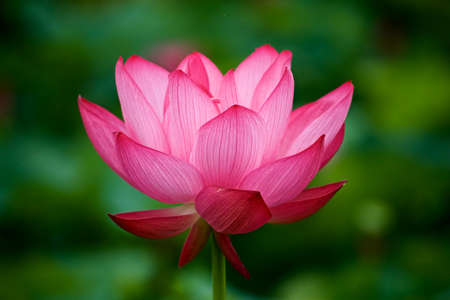 Beautiful ancient lotus flower blooming in the early morning swamp.
The lotus, which has been revived as an ancient seed, has a beautiful flower.の写真素材
