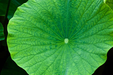 Beautiful ancient lotus leaf blooming in the early morning swamp.
The lotus leaf pattern has a unique beauty.の写真素材