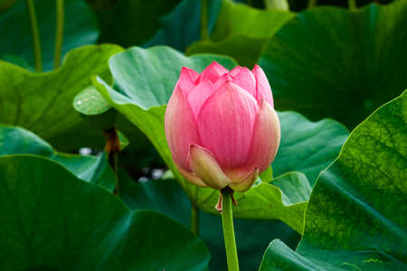 Beautiful ancient lotus flower blooming in the early morning swamp.
The lotus, which has been revived as an ancient seed, has a beautiful flower.の写真素材