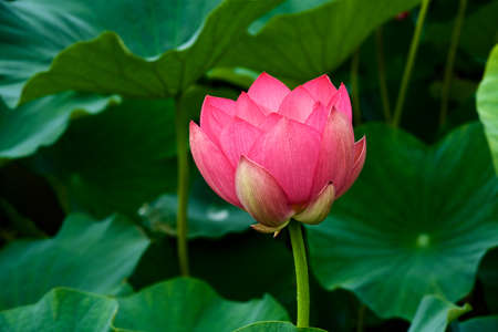 Beautiful ancient lotus flower blooming in the early morning swamp.
The lotus, which has been revived as an ancient seed, has a beautiful flower.の写真素材
