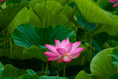 Beautiful ancient lotus flower blooming in the early morning swamp.
The lotus, which has been revived as an ancient seed, has a beautiful flower.の写真素材