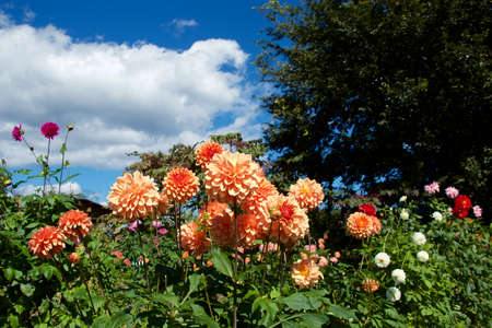 Beautiful orange dahlia flowers in the garden blooming in autumn.の写真素材