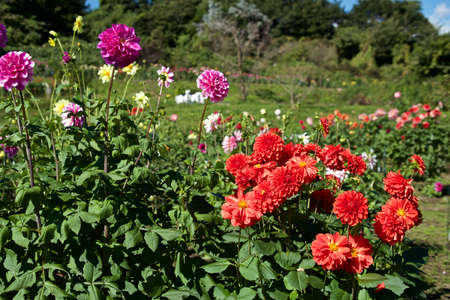 Beautiful orange dahlia flowers in the garden blooming in autumn.の写真素材