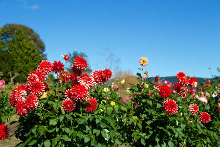 Beautiful red dahlia flowers in the garden blooming in autumn.の写真素材
