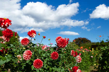 Beautiful red dahlia flowers in the garden blooming in autumn.の写真素材