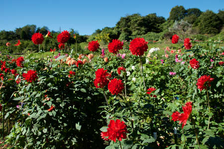 Beautiful red dahlia flowers in the garden blooming in autumn.の写真素材