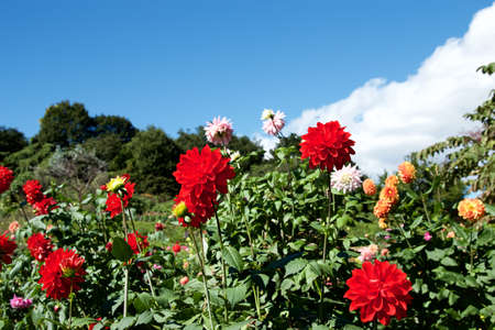 Beautiful red dahlia flowers in the garden blooming in autumn.の写真素材