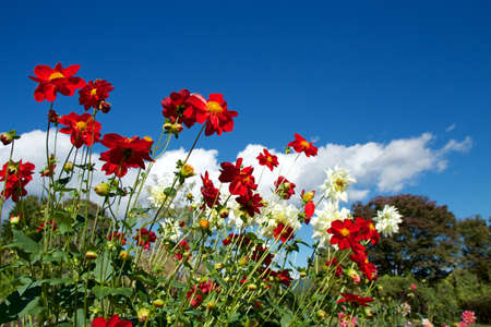 Beautiful red dahlia flowers in the garden blooming in autumn.の写真素材
