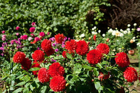 Beautiful red dahlia flowers in the garden blooming in autumn.の写真素材