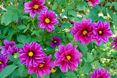 Beautiful pink dahlia flowers in the garden blooming in autumn.の写真素材