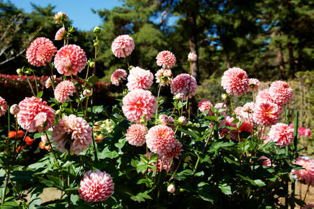 Beautiful orange dahlia flowers in the garden blooming in autumn.の写真素材