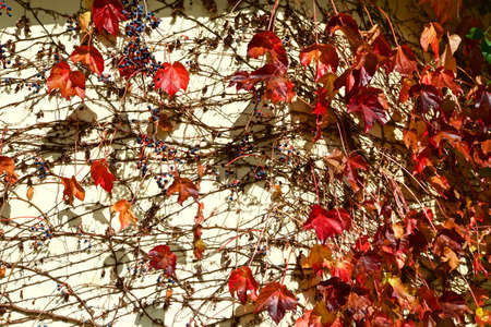 Beautiful autumn leaves of ivy crawling on the wall.の写真素材