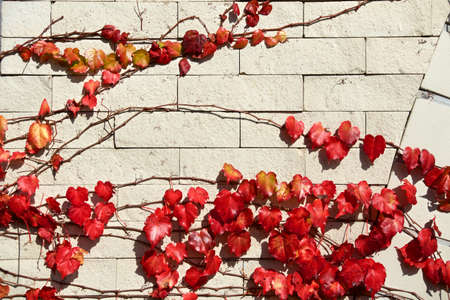 Beautiful autumn leaves of ivy crawling on the wall.の写真素材