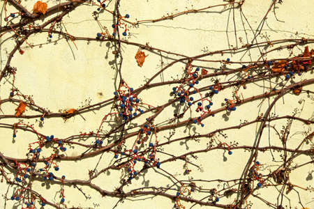 Beautiful autumn leaves of ivy crawling on the wall.の写真素材